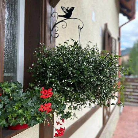 Bed and breakfast Bucovina